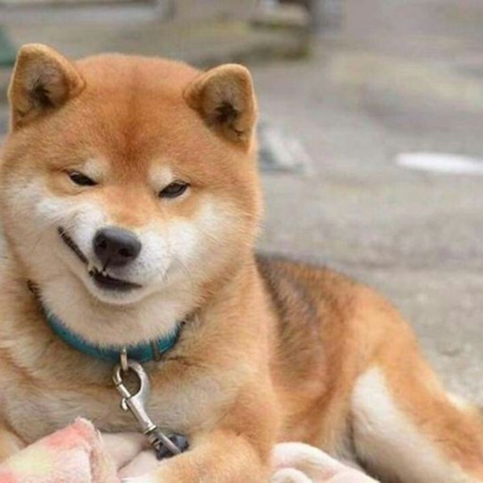 meme chó shiba 1