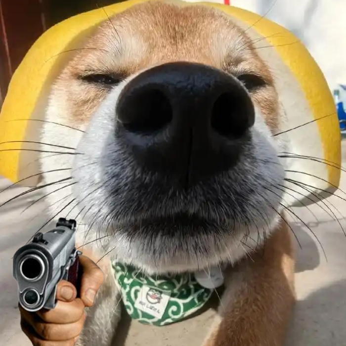 meme chó shiba 10