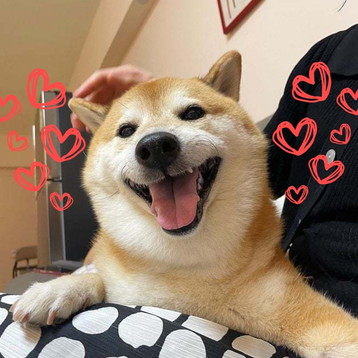 meme chó shiba 11