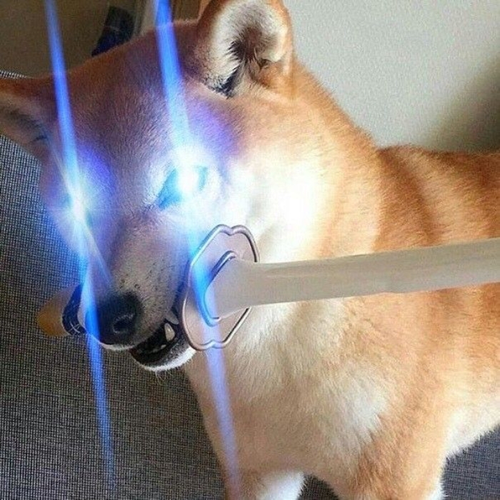 meme chó shiba 14