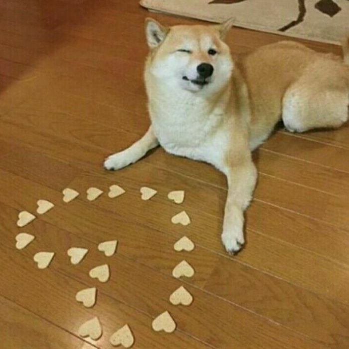 meme chó shiba 16