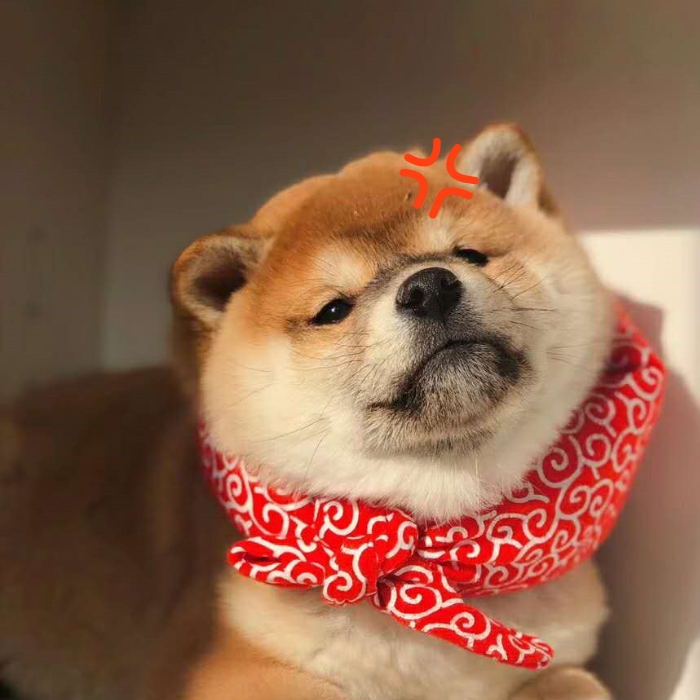 meme chó shiba 17