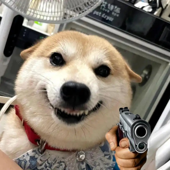 meme chó shiba 2