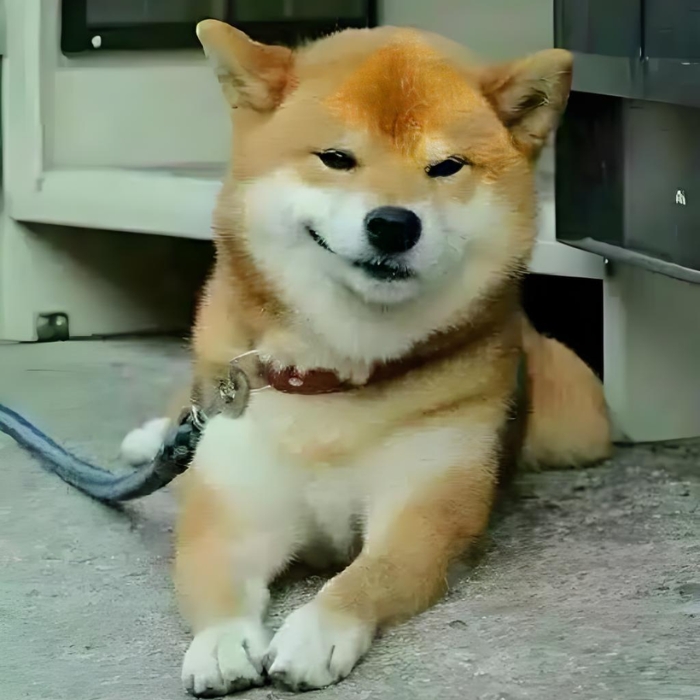 meme chó shiba 22