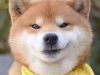 130+ Meme chó Shiba ngáo đến mức không thể nhịn cười