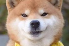 130+ Meme chó Shiba ngáo đến mức không thể nhịn cười