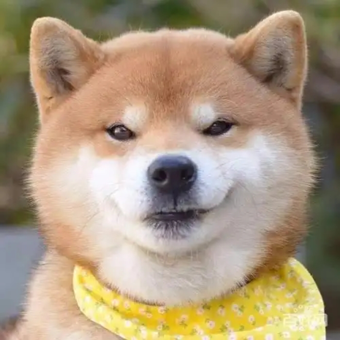 meme chó shiba 23