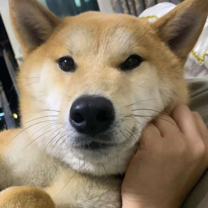 meme chó shiba 27