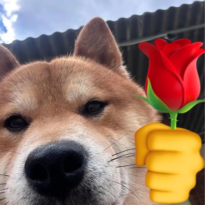 meme chó shiba 6