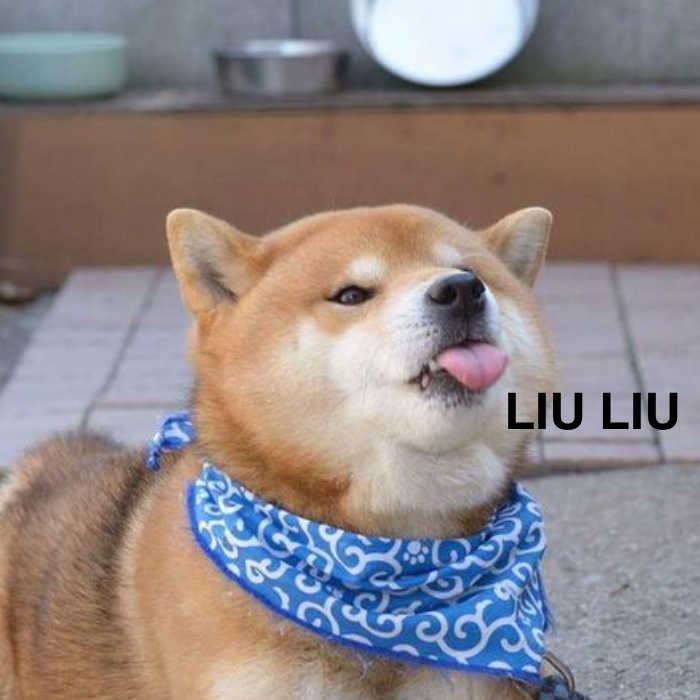 meme chó shiba 7