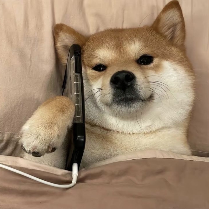 meme chó shiba 8