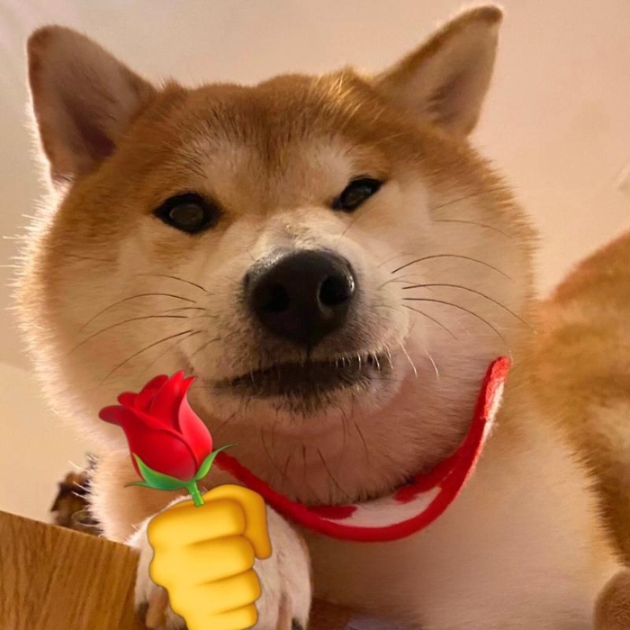 meme chó shiba 9