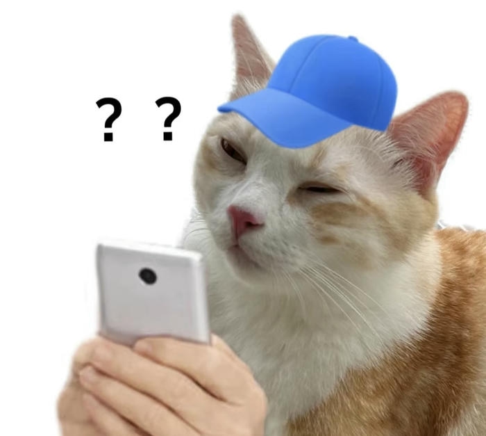 meme mèo hỏi chấm