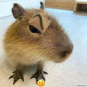 Meme Capybara gây cười
