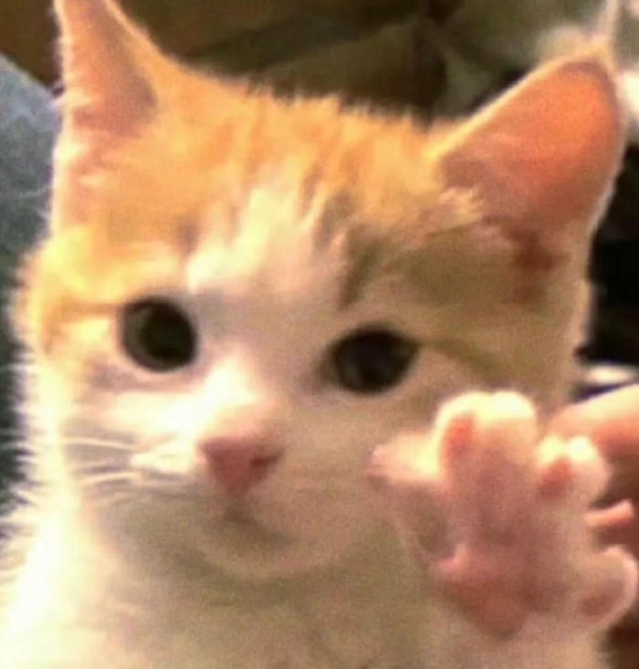 ảnh meme chào ngáo