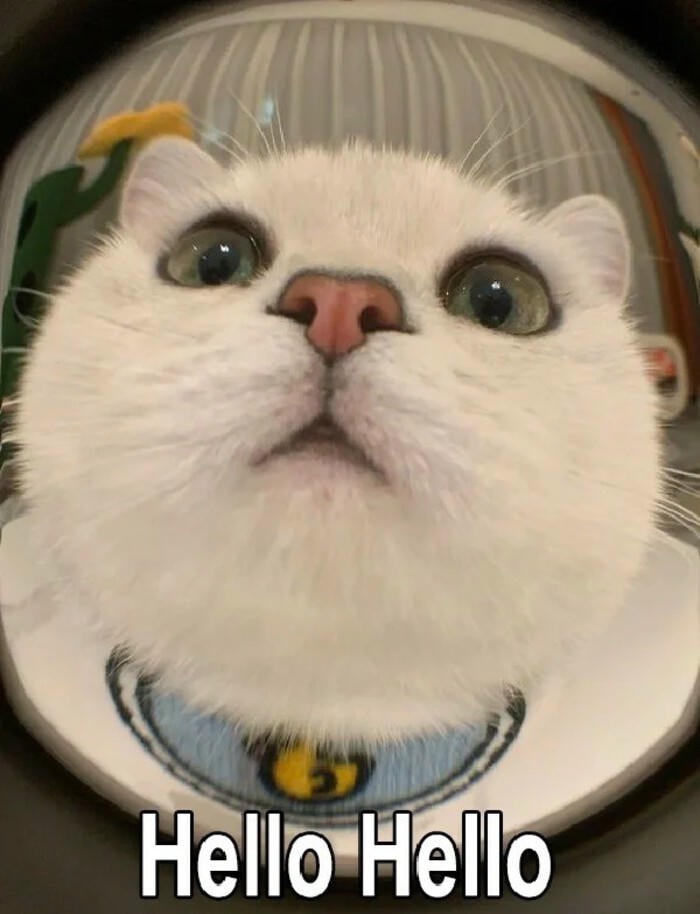 ảnh xin chào reaction