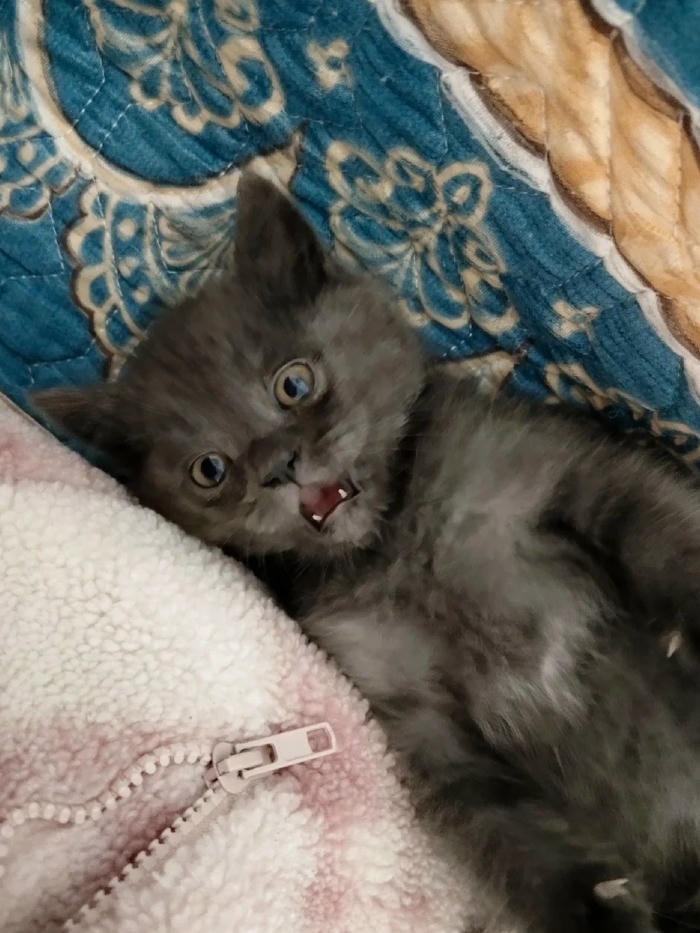 meme bất ngờ đáng yêu