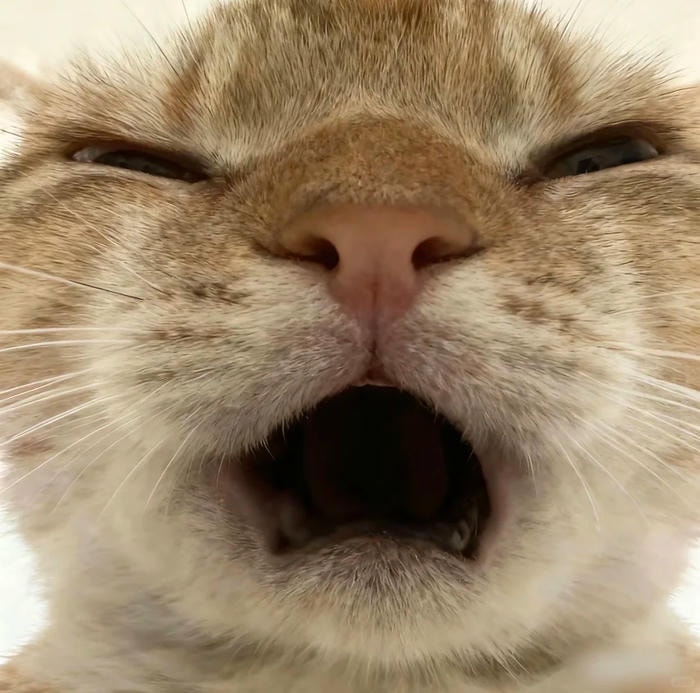 meme cute bất ngờ