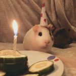 meme sinh nhật ngọt ngào