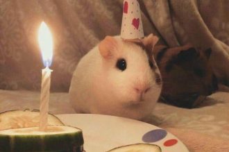 Tổng hợp 120+ meme Happy Birthday cực hot trên mạng