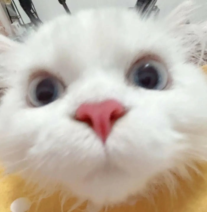 meme xin chào troll