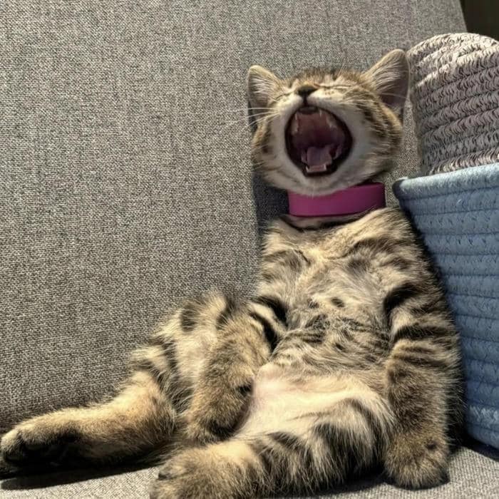 Avatar mèo vô tri biểu cảm ngáp