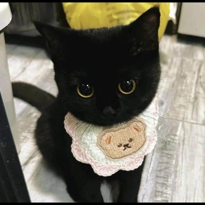 ảnh avatar mèo đen vô tri