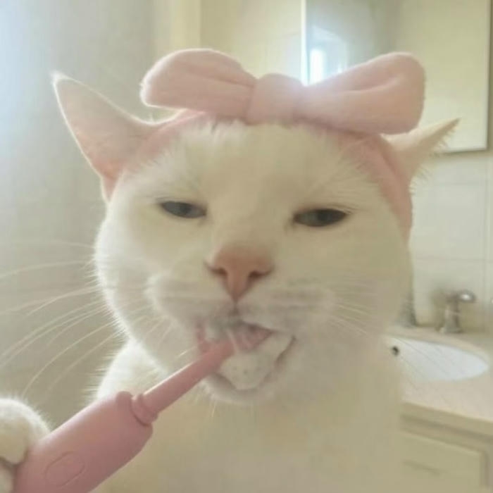 ảnh avatar mèo vô tri đánh răng