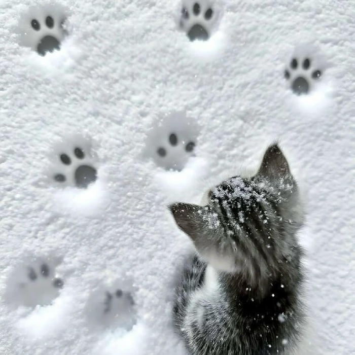 ảnh avatar mèo vô tri dễ thương