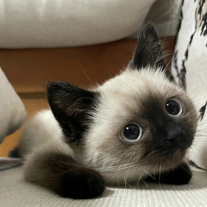 ảnh avatar mèo vô tri mắt to