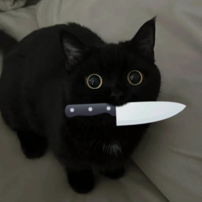 ảnh avatar mèo vô tri ngậm con dao