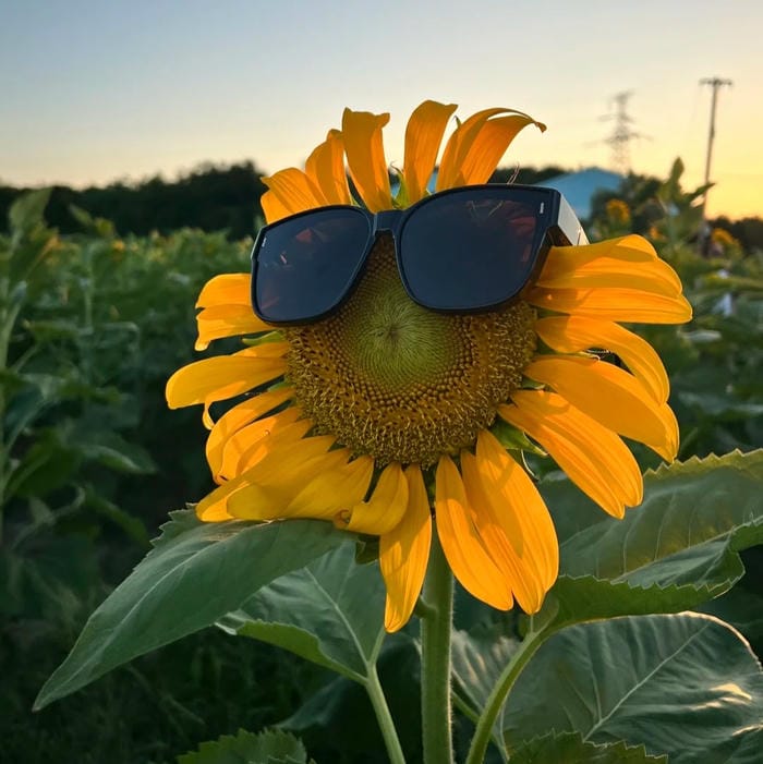 ảnh đại diện hoa hướng dương nghệ thuật