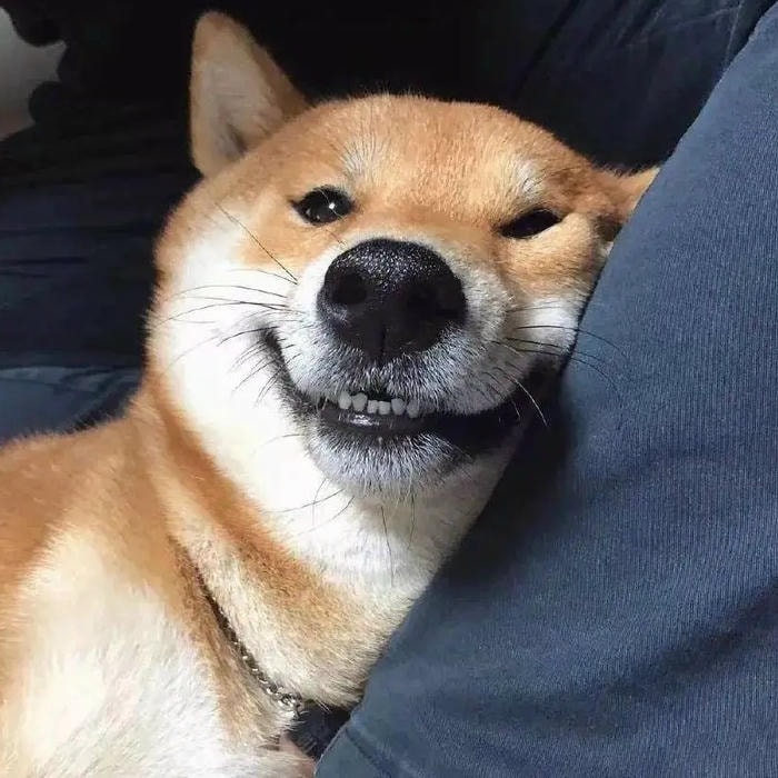 ảnh đại diện phù hợp avatar con chó