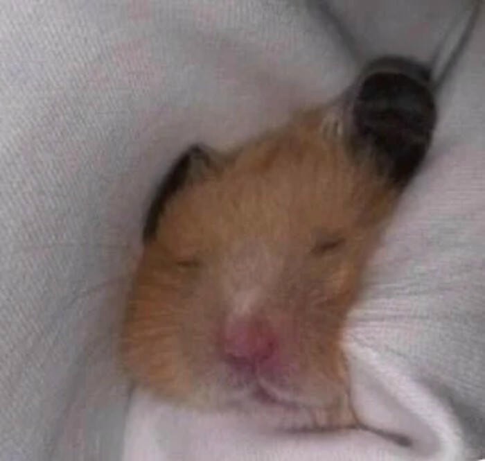 ảnh hamster cute ngáo