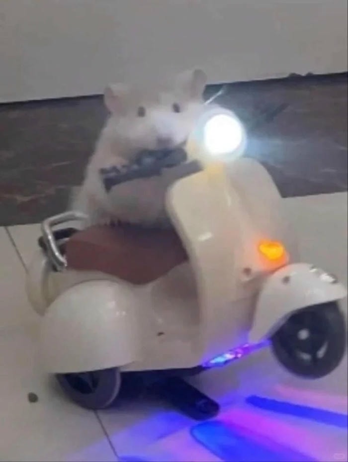ảnh hamster meme