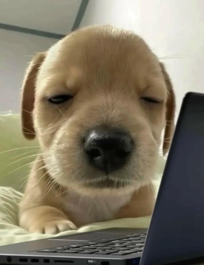 ảnh meme buồn ngủ ngáo