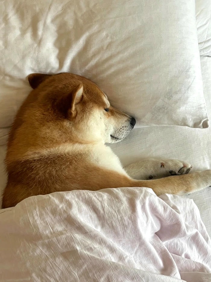 ảnh meme chúc ngủ ngon vui