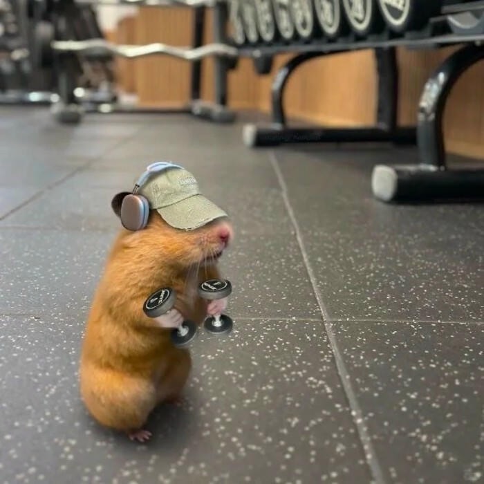 ảnh meme chuột hamster