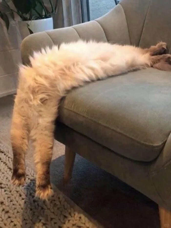 ảnh meme đi ngủ