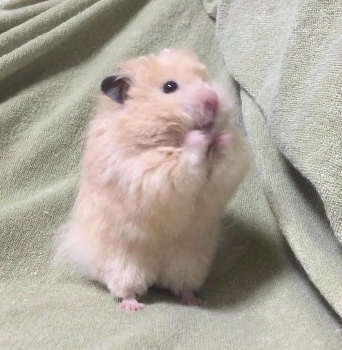 ảnh meme hamster dễ thương