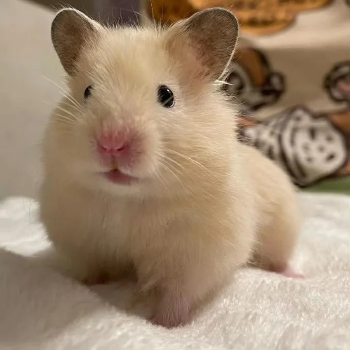 ảnh meme hamster iconic