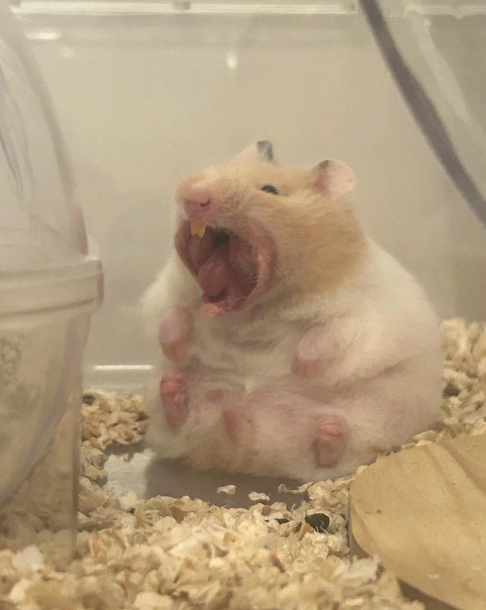 ảnh meme hamster ngầu