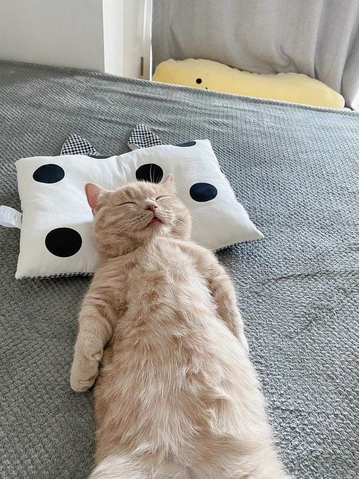 ảnh meme muốn đi ngủ