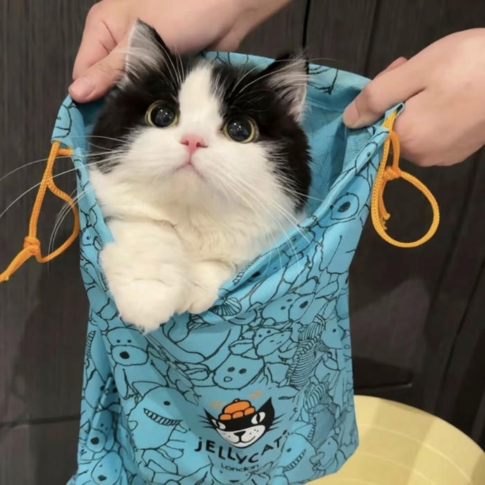 ảnh mèo avatar vô tri đáng yêu