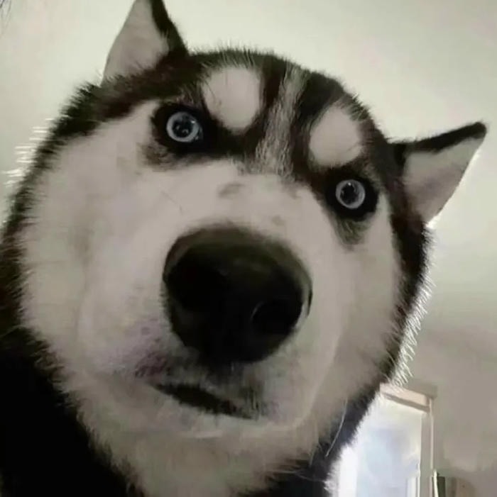 avatar con chó hài bựa siêu đáng yêu