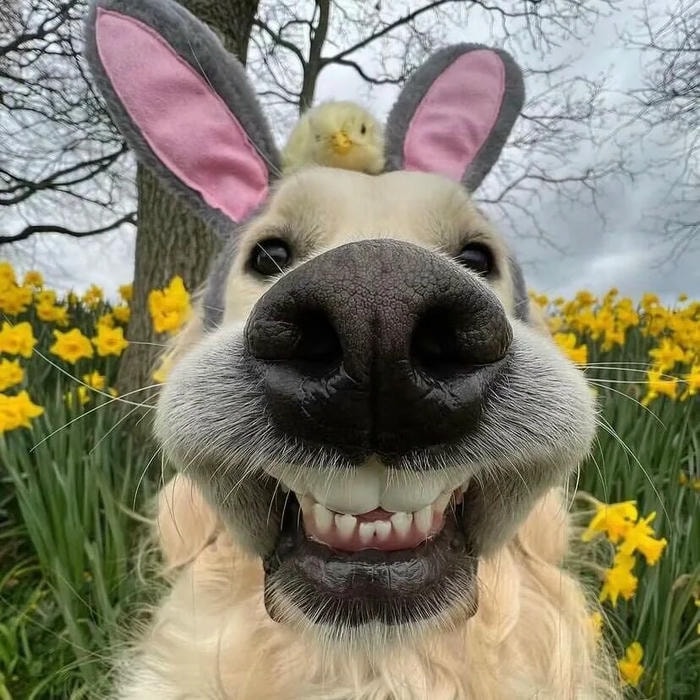 avatar con chó hợp mạng xã hội