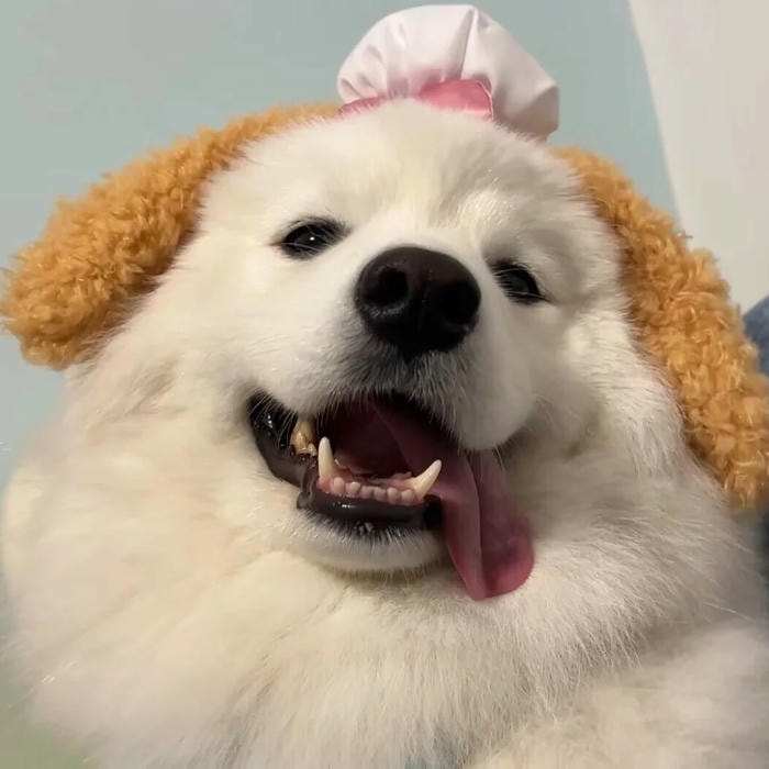 avatar con chó hợp profile cá nhân