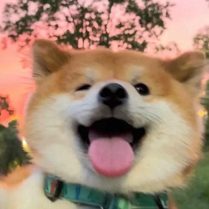 avatar con chó mang cảm giác ấm áp