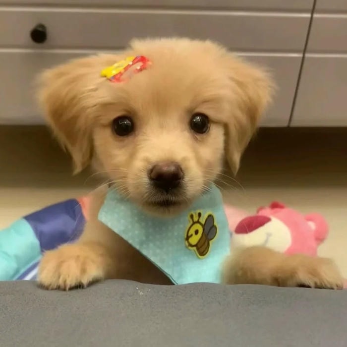 avatar con chó mang năng lượng vui vẻ