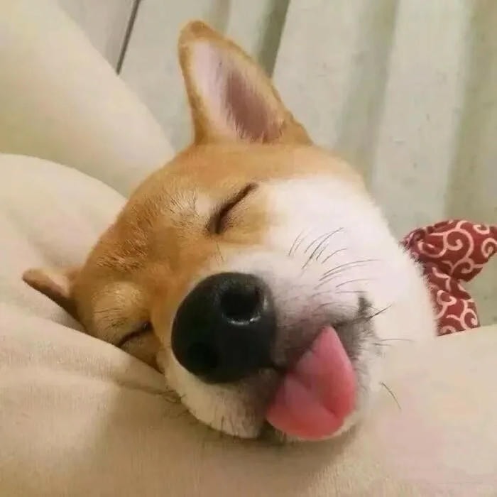 avatar con chó mang vẻ trung thành